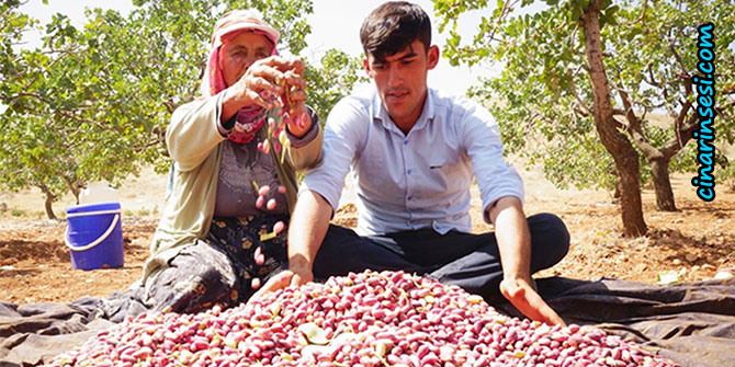 Antep fıstığı hasadı başladı