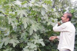 Xurs inciri yetiştiricilerin yüzünü güldürdü