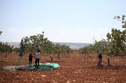 40 derece sıcakta Antepfıstığı topluyorlar