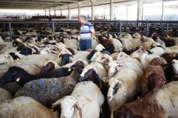 “Bayrama doğru kurbanlık fiyatlar yükselebilir”