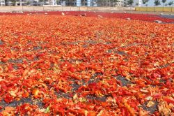 Şanlıurfa’da isot sezonu başladı