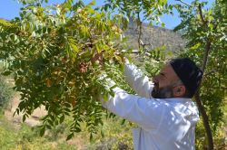 Batman'da sumak hasadı başladı