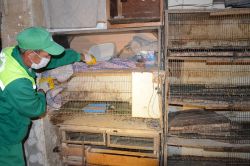 Civciv üretilen eve zabıta baskını