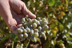 Külleme hastalığı üzüm verimini olumsuz etkiliyor