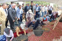 Şanlıurfa’da fıstık hasadı törenle başladı