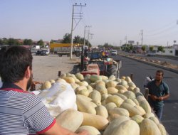 Yerli Kavun İlgi Görüyor