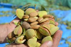 Batman’da badem hasadı başladı