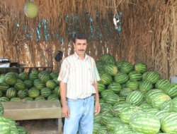 Adana Karpuz'u Elde Kaldı