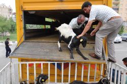 Batman’da genç çiftçilere keçi dağıtıldı video foto