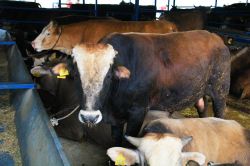 Kurbanlık fiyatları geçen yıla göre arttı video foto