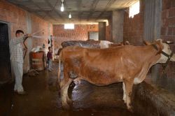 Veterinerlerden besicilere aşırı sıcaklık uyarısı