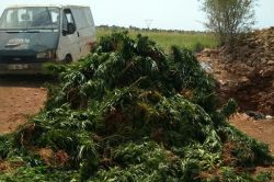 Mardin’de 100 bin kök Hint keneviri ele geçirildi