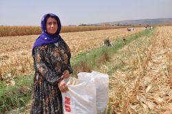 40 derece sıcakta mısır sapı topluyorlar