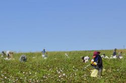 Şanlıurfa’da pamuk hasadı başladı
