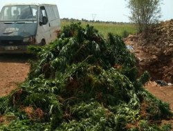 Li Mêrdînê 100 hezar kokê kinifa Hîndê hat bidestxistin