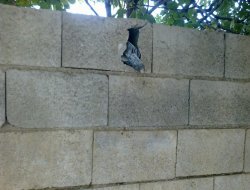 Berika hewanê ket Kilîsê