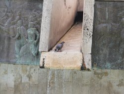 Adana Yanıyor, Güvercinler Havuzlarda Serinliyor