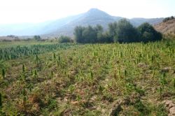 PKK’ye uyuşturucu operasyonu