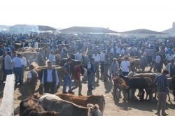 Ağrı’daki hayvan pazarında kurban bayramı telaşı