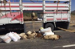 Hayvan yüklü kamyonda çökme: 15 hayvan telef oldu