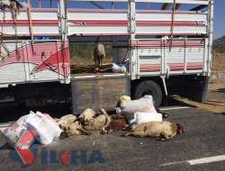 Di qamyona ji heywanan dagirtî de hilweşîn: 15 heywan telef bûn