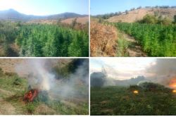 PKK'ye ait bir milyon kök kenevir ile bir ton esrarı ele geçirildi