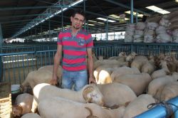 Kurbanlık satışları sıkı pazarlıklarla sürüyor