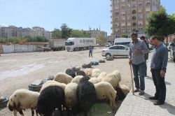 Mardin’de kurban satış ve kesim yerleri beli oldu