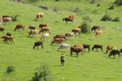 TRC-3’ün hayvansal üretim istatistikleri açıklandı