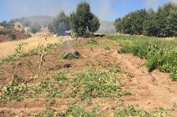 Diyarbakır’daki operasyonlarda çok miktarda uyuşturucu ele geçirildi