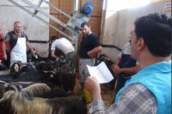 Mardin’de 9 bin aileye kurban eti dağıtıldı