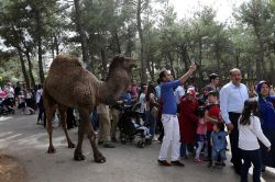 Türkiye’nin en büyük hayvanat bahçesini 76 bin kişi ziyaret etti