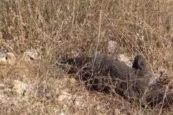 Boş arazide bulunan ceset Alzheimer hastası yaşlı adam çıktı