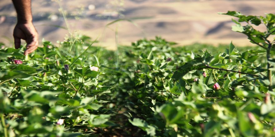 Çiftçi borçlarına 1 yıl erteleme