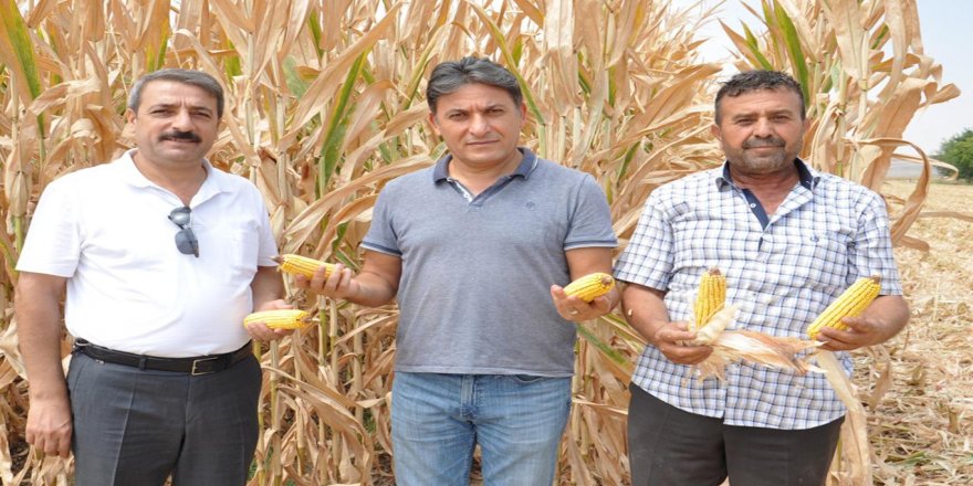 Mısırdaki verim Batmanlı çiftçinin yüzünü güldürdü video