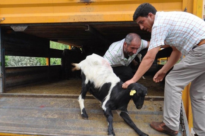Batman’da genç çiftçi projeleri tamamlanıyor