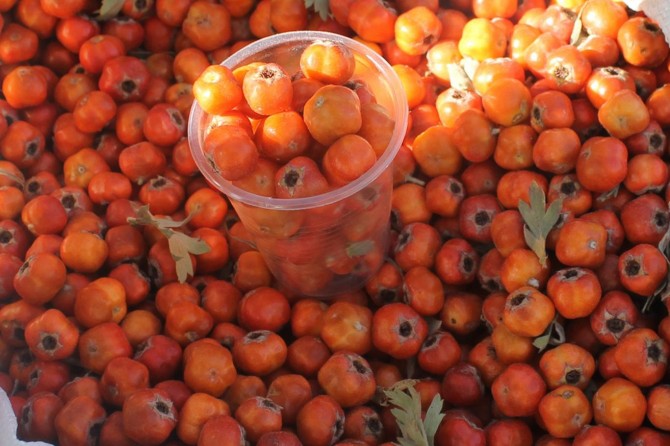 Kışın habercisi alıç, tezgâhlardaki yerini aldı