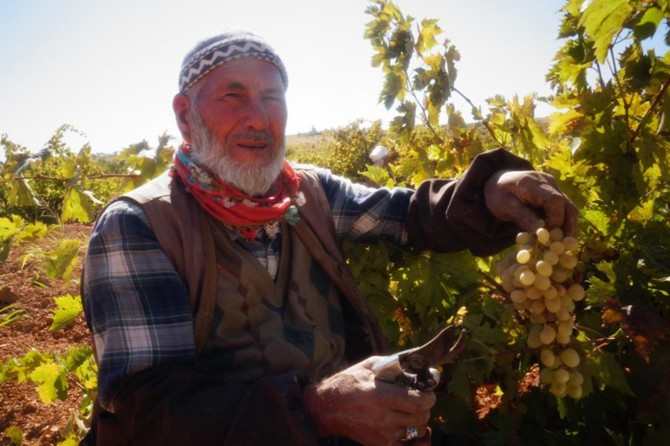 Üzüm bağıma çocuk şefkatiyle yaklaşıyorum