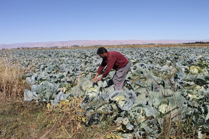 Bizim yaptığımız bilinçsiz bir çiftçiliktir