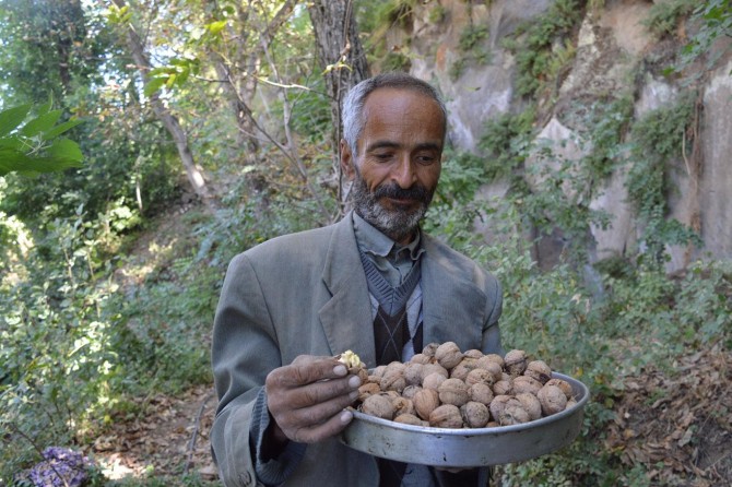 Bitlis’te ceviz hasadı çiftçinin yüzünü güldürüyor