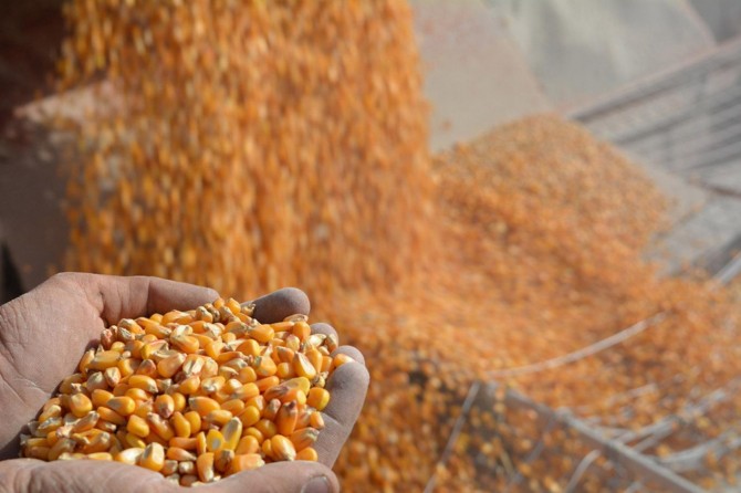 Batman TMO 135 bin ton mısır alımı hedefliyor