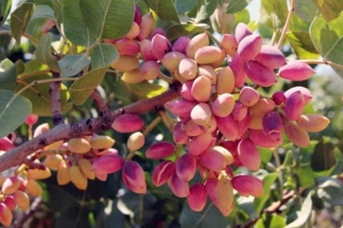 Dünya Antep fıstığını sevdi