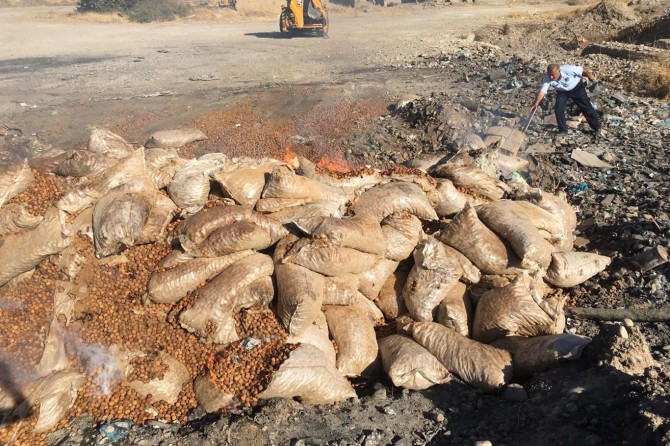 43 ton ceviz imha edildi