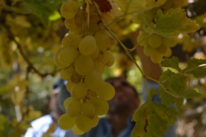 Çiftçiler üzüm hasadından memnun