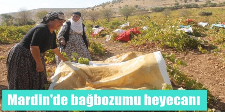 Mardin'de bağbozumu heyecanı