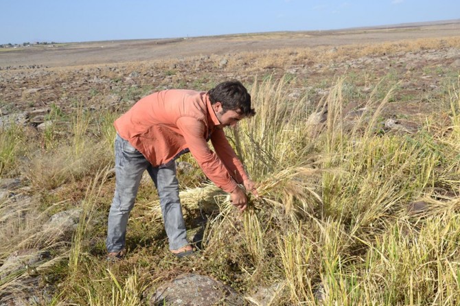 Orakla pirinç hasadı yapılıyor