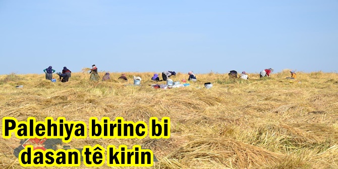 Palehiya birinc bi dasan tê kirin