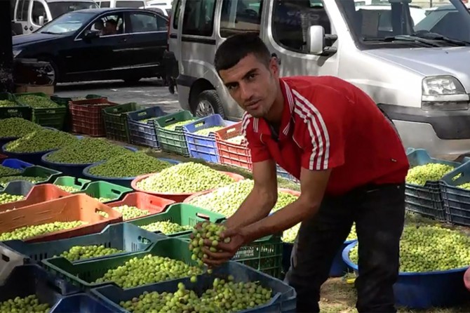 Bölgedeki kuraklıktan dolayı zeytin egeden geliyor