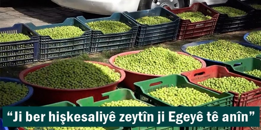 Ji ber hişkesaliyê zeytîn ji Egeyê tê anîn