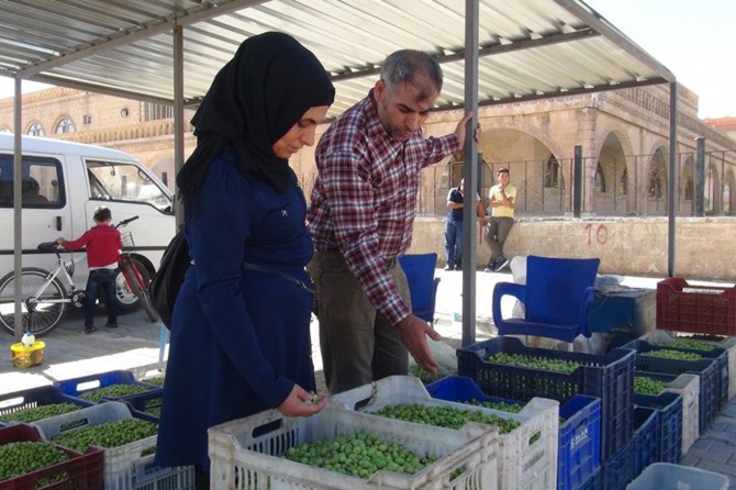 Esnaf zeytinin azlığından alıcı ise fiyatından yakınıyor